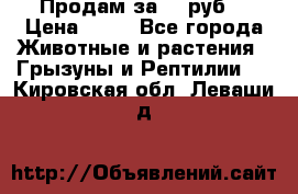 Продам за 50 руб. › Цена ­ 50 - Все города Животные и растения » Грызуны и Рептилии   . Кировская обл.,Леваши д.